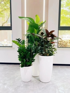 余姚盆景出租,给空间注入生机与活力